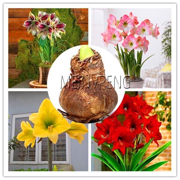 new plantas 2018super big bulb true amaryllis bulbs,hippeastrum flowers bulbs rare bonsai plants barbados lily potted home gar
new plantas 2018super big bulb true amaryllis bulbs,hippeastrum flowers bulbs rare bonsai plants barbados lily potted home gar