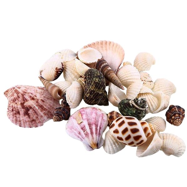 mediterranean style diy shell decoration beach mixed bulk approx 100g natural shells craft aquarium decoration
mediterranean style diy shell decoration beach mixed bulk approx 100g natural shells craft aquarium decoration