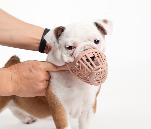 a variety of size plastic the dog mouth set dog mask pets mouth set defence bite mask pets articles
a variety of size plastic the dog mouth set dog mask pets mouth set defence bite mask pets articles