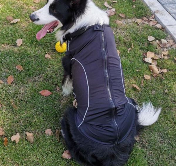 2020 spring/summer thin dog clothing reflective anti-wool sunscreen breathable mesh pet clothing pet clothing xs-2xl size
2020 spring/summer thin dog clothing reflective anti-wool sunscreen breathable mesh pet clothing pet clothing xs-2xl size