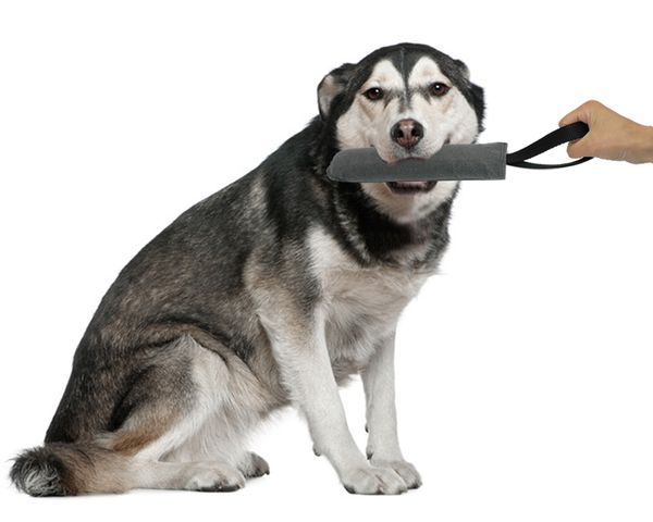 dog training bite tugs pet bite pillow jute dog bite sleeve for training police k9 young malinois german shepherd rottweiler
dog training bite tugs pet bite pillow jute dog bite sleeve for training police k9 young malinois german shepherd rottweiler