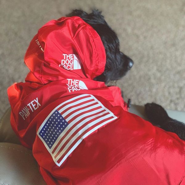 beagle dog clothes chaquetas for big dog pets jacket chaquetas beagle dog casual comfortable new arrival ultrasoft sweet07 sell well
beagle dog clothes chaquetas for big dog pets jacket chaquetas beagle dog casual comfortable new arrival ultrasoft sweet07 sell well