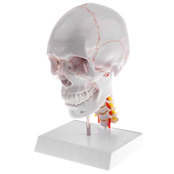 human skull anatomical model replicas lifesize | head skeleton model with neck & cervical vertebra | lab office ornament
human skull anatomical model replicas lifesize | head skeleton model with neck & cervical vertebra | lab office ornament