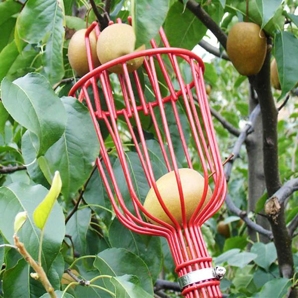 aluminum deep basket fruit picker convenient horticultural fruit picker gardening peach picking tools fruit picker catcher
aluminum deep basket fruit picker convenient horticultural fruit picker gardening peach picking tools fruit picker catcher