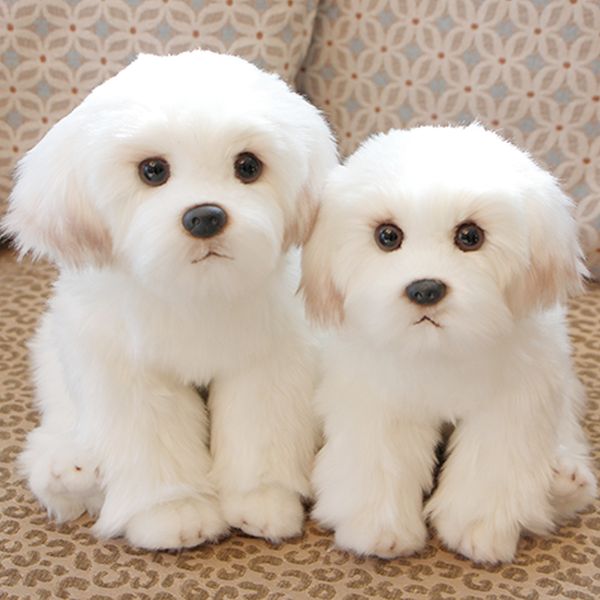 24cm cute small white bichon frise stuffed dog plush toy simulation pet fluffy baby doll birthday children gift buy dropshipping
24cm cute small white bichon frise stuffed dog plush toy simulation pet fluffy baby doll birthday children gift buy dropshipping