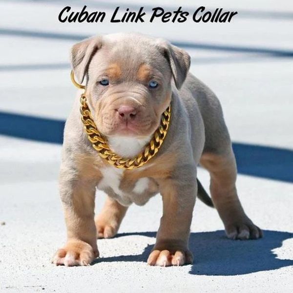 cuban link thick golden chain dog cat pets safety collar personalized pet dog collar custom supplies pet products dogs puppies
cuban link thick golden chain dog cat pets safety collar personalized pet dog collar custom supplies pet products dogs puppies