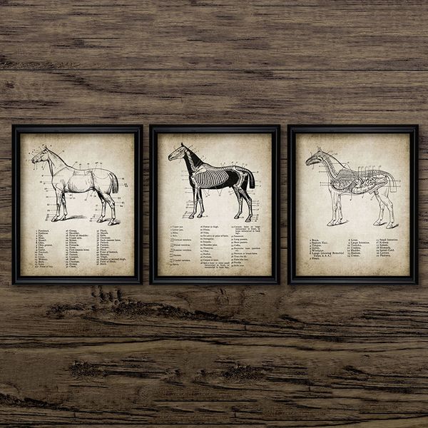 vintage horse anatomy canvas posters print horse anatomy illustration wall art painting equestrian pictures home room wall decor
vintage horse anatomy canvas posters print horse anatomy illustration wall art painting equestrian pictures home room wall decor
