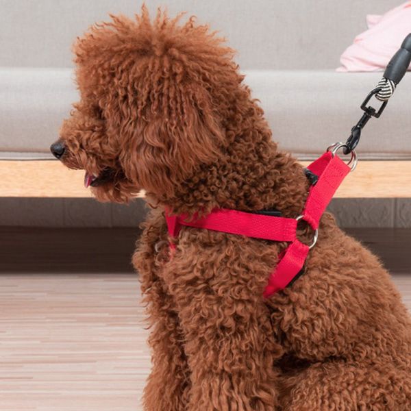 pet dog night light collar with strap pet cat and dog warning light battery charging led luminous chest strap night
pet dog night light collar with strap pet cat and dog warning light battery charging led luminous chest strap night