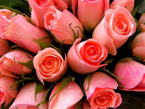 champagne rose seeds *50 pieces seeds per package new arrival ombre charming garden plants (2bag/pack, White
champagne rose seeds *50 pieces seeds per package new arrival ombre charming garden plants (2bag/pack, White
