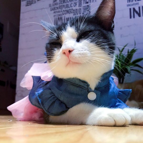 autumn beautiful wedding dress pet dog clothes for dogs cotton bowknot dress pets dogs clothing for dogs pets costumes
autumn beautiful wedding dress pet dog clothes for dogs cotton bowknot dress pets dogs clothing for dogs pets costumes