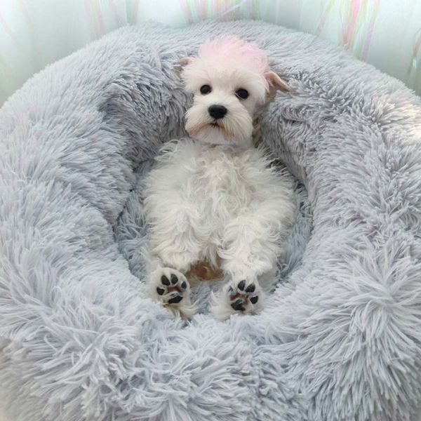 warm plush indoor cat house kennel dog bed mat cushion for dogs cat washable thick plush outdoor puppy play tent winter pet bed
warm plush indoor cat house kennel dog bed mat cushion for dogs cat washable thick plush outdoor puppy play tent winter pet bed