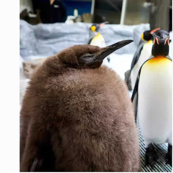 New product PESTO the Penguin Plush plush toy