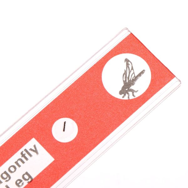 For Stereo Microscopes 48pcs Kids Plastic Prepared Microscope Slides Of Animals Plants Flowers Sample Specimens