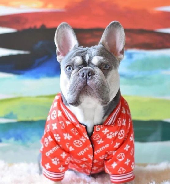 Designer Quilted Teddy Autumn and Winter Warm Dog Jacket Clothes Classic Fashion, Red
Designer Quilted Teddy Autumn and Winter Warm Dog Jacket Clothes Classic Fashion, Red