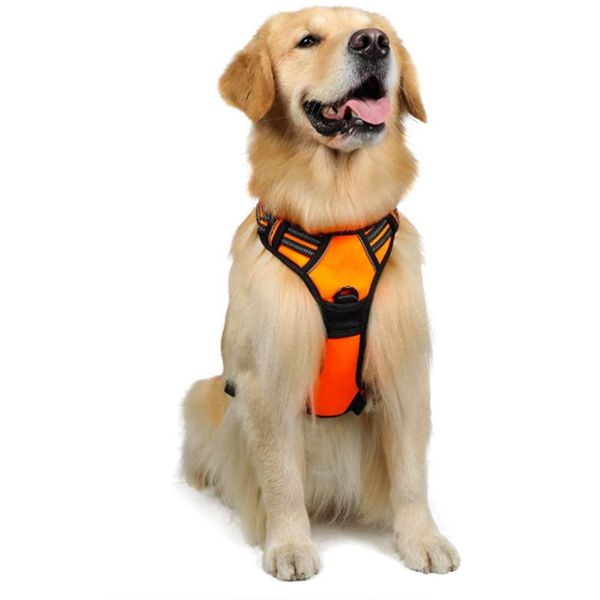 Versatile Adjustable Cat Harness for Comfortable Control While Exploring Nature, Black
Versatile Adjustable Cat Harness for Comfortable Control While Exploring Nature, Black