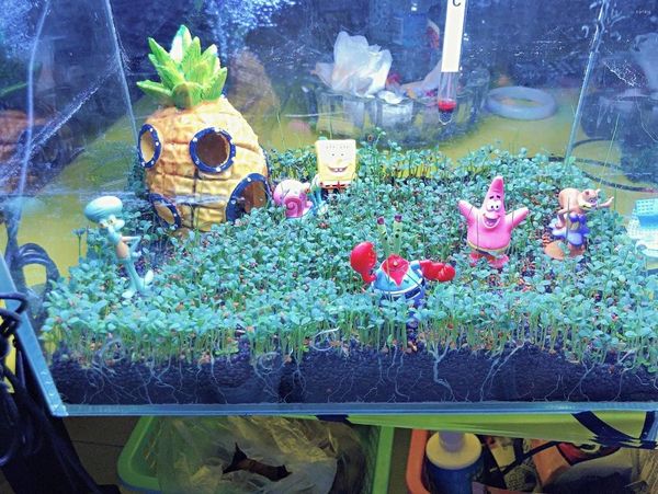 decorations aquarium plants decoration quickly landscaping aquatic aerobics water grass plant for fish breeding
decorations aquarium plants decoration quickly landscaping aquatic aerobics water grass plant for fish breeding