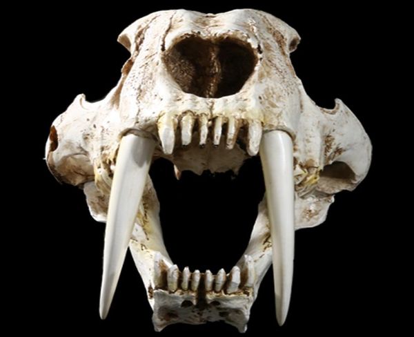 mgt 11 american ancient animals saber tooth cat tiger skull sabertooth smilodon fatalis specimen model animal skeleton model9855107, Black;brown
mgt 11 american ancient animals saber tooth cat tiger skull sabertooth smilodon fatalis specimen model animal skeleton model9855107, Black;brown