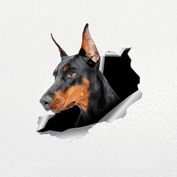 stickers v1059# sticker doberman dog pet animal waterproof vinyl decal car accessories decor pegatinas para coche r230812
stickers v1059# sticker doberman dog pet animal waterproof vinyl decal car accessories decor pegatinas para coche r230812