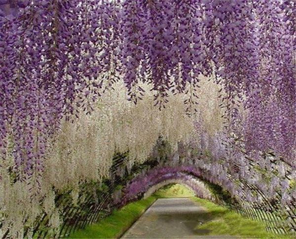 romantic artificial flowers simulation wisteria vine wedding decorations long short silk plant bouquet room office garden bridal a3214624
romantic artificial flowers simulation wisteria vine wedding decorations long short silk plant bouquet room office garden bridal a3214624