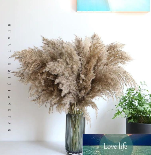 Wholesale Pampas Grass Decor Pampa Tall Natural Large — compare prices at CompareOffers