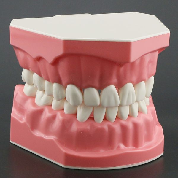 dental floss model standard brushing flossing practice teeth typodont dentist educational demonstration tool m70101 230321
dental floss model standard brushing flossing practice teeth typodont dentist educational demonstration tool m70101 230321