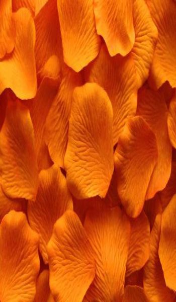 2000 pcs orange silk rose petal petals wedding favors party decoration or choose colors1547185
2000 pcs orange silk rose petal petals wedding favors party decoration or choose colors1547185