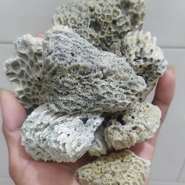 anklets 500g nature fish tank landscape coral reef coral reef bone shipped with 320 cm suitable for tank bottom landscape decorative, Red;blue
anklets 500g nature fish tank landscape coral reef coral reef bone shipped with 320 cm suitable for tank bottom landscape decorative, Red;blue