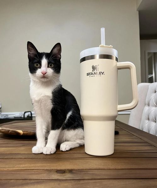 1pc 40oz stainless steel mugs with white lid with handle lid straw insulated water bottles car mugs thermos drinking keeps ice-cold stanley
1pc 40oz stainless steel mugs with white lid with handle lid straw insulated water bottles car mugs thermos drinking keeps ice-cold stanley