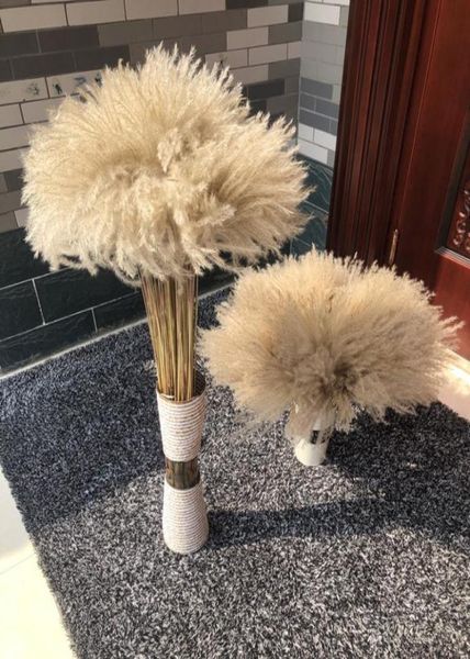 dried flower 50pcslot whole phrag mites natural decorative pampas grass for home wedding decoration flowers bunch 5660cm2732354
dried flower 50pcslot whole phrag mites natural decorative pampas grass for home wedding decoration flowers bunch 5660cm2732354