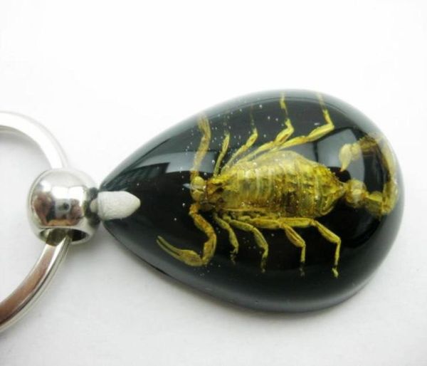 10 pcs scorpion insect jewelry black bottom color drop scorpion new25671213360409, Slivery;golden
10 pcs scorpion insect jewelry black bottom color drop scorpion new25671213360409, Slivery;golden