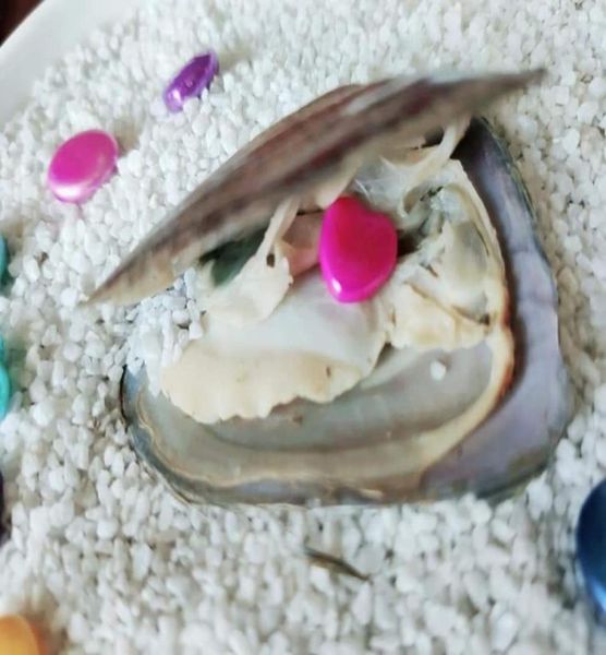 mussel freshwater oysters with single shape pearl oval star heart moon cross coin shape all available 20pcslot2898705, White
mussel freshwater oysters with single shape pearl oval star heart moon cross coin shape all available 20pcslot2898705, White