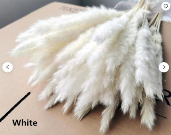 15pcs white pampas grass 24quot dried flowers for home decor wedding floral decorations boho decor1082953
15pcs white pampas grass 24quot dried flowers for home decor wedding floral decorations boho decor1082953