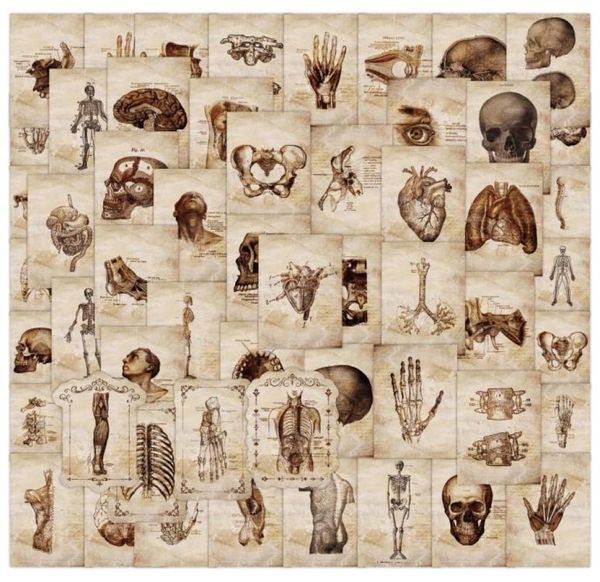 55 pcs creative anatomy and physiology stickers the human skeleton graffiti stickers for diy luggage lapbicycle8424662
55 pcs creative anatomy and physiology stickers the human skeleton graffiti stickers for diy luggage lapbicycle8424662