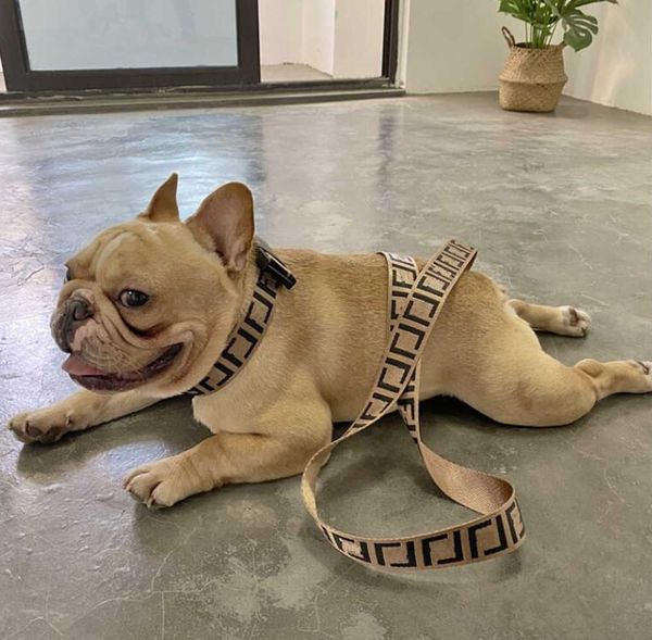accessories dog harness collars leashes sets letter pet cat small medium large fighting schnauzer bulldog teddy motion current 68ess, Silver
accessories dog harness collars leashes sets letter pet cat small medium large fighting schnauzer bulldog teddy motion current 68ess, Silver