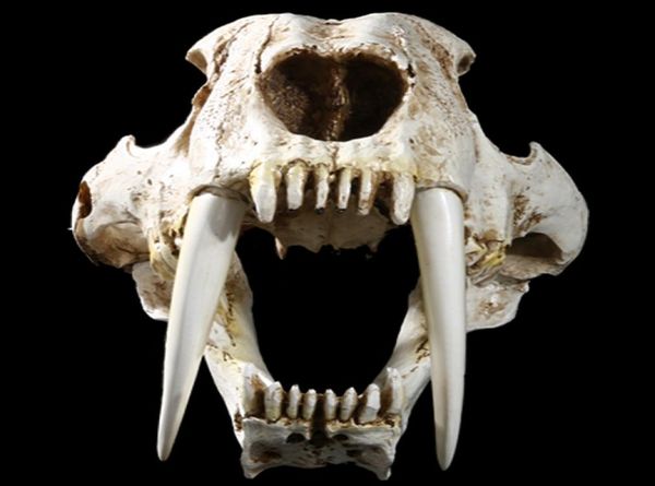 mgt 11 american ancient animals saber tooth cat tiger skull sabertooth smilodon fatalis specimen model animal skeleton model2516762, Black;brown
mgt 11 american ancient animals saber tooth cat tiger skull sabertooth smilodon fatalis specimen model animal skeleton model2516762, Black;brown