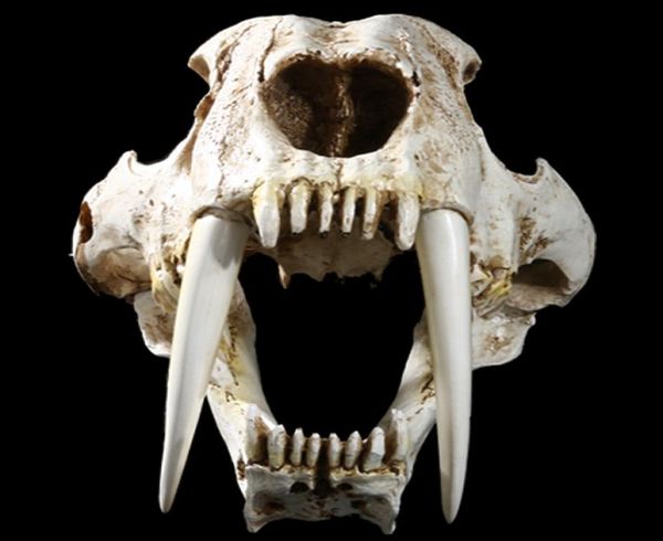 mgt 11 american ancient animals saber tooth cat tiger skull sabertooth smilodon fatalis specimen model animal skeleton model6412821, Black;brown
mgt 11 american ancient animals saber tooth cat tiger skull sabertooth smilodon fatalis specimen model animal skeleton model6412821, Black;brown