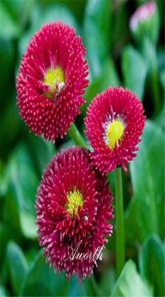 red english daisy bellis flower seeds easygrowing diy home garden perennial flowering plant high germination rate seeds garden pl5751788
red english daisy bellis flower seeds easygrowing diy home garden perennial flowering plant high germination rate seeds garden pl5751788