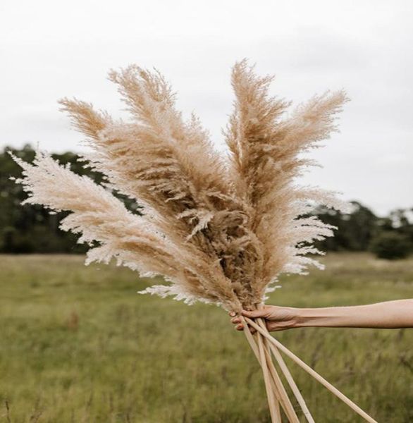 2021 natural dried pampas grass phragmites communis reed plants wedding flower bunch home decor diy dried flowers pampas grass4045910
2021 natural dried pampas grass phragmites communis reed plants wedding flower bunch home decor diy dried flowers pampas grass4045910