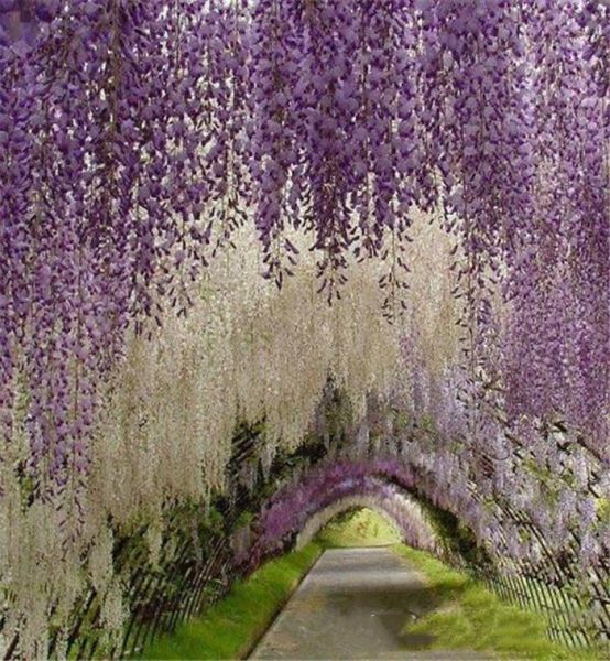 romantic artificial flowers simulation wisteria vine wedding decorations long short silk plant bouquet room office garden bridal a4486277
romantic artificial flowers simulation wisteria vine wedding decorations long short silk plant bouquet room office garden bridal a4486277