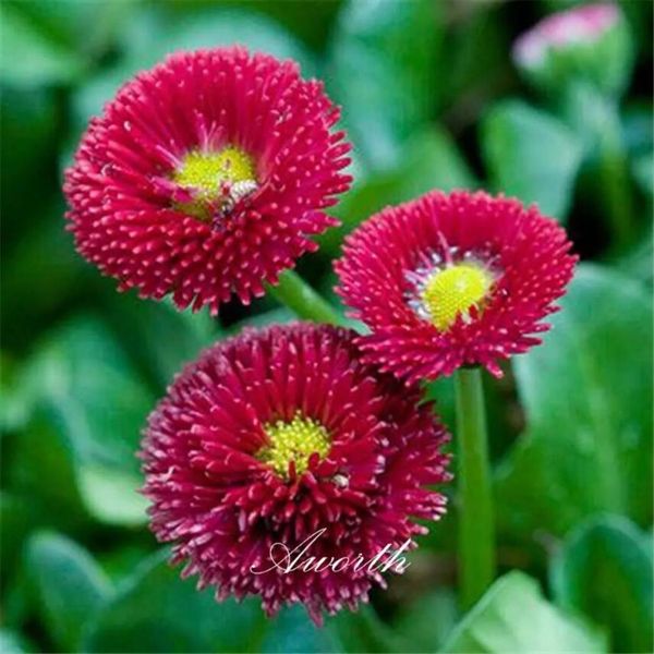 red english daisy bellis flower seeds easygrowing diy home garden perennial flowering plant high germination rate seeds garden pl3748483
red english daisy bellis flower seeds easygrowing diy home garden perennial flowering plant high germination rate seeds garden pl3748483