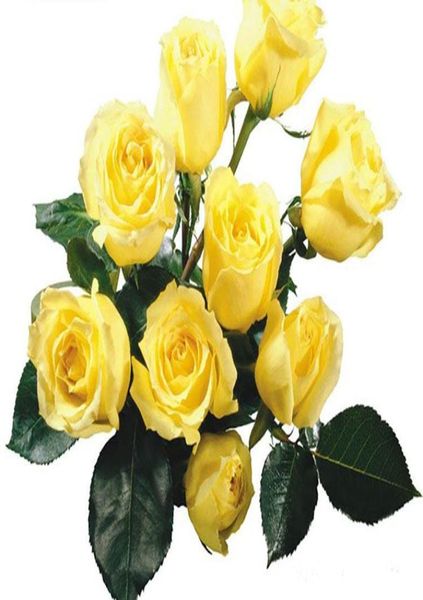 rose seeds colourful rainbow rose seeds purple red black white pink yellow green blue rose seeds 100pcsbag6085295
rose seeds colourful rainbow rose seeds purple red black white pink yellow green blue rose seeds 100pcsbag6085295