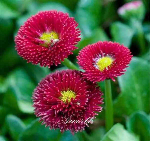red english daisy bellis flower seeds easygrowing diy home garden perennial flowering plant high germination rate seeds garden pl6651520
red english daisy bellis flower seeds easygrowing diy home garden perennial flowering plant high germination rate seeds garden pl6651520