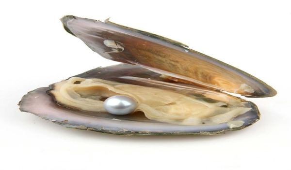 akoya round shape pearl 68mm freshwater oyster 27color mixing love wish diy halloween gift christmas gift9417851, White
akoya round shape pearl 68mm freshwater oyster 27color mixing love wish diy halloween gift christmas gift9417851, White