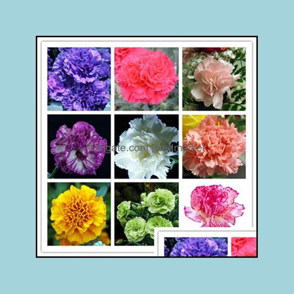other garden supplies 500pcs carnation flower seeds for patio lawn garden supplies bonsai plants purify the air absorb harmf gases bu otadt
other garden supplies 500pcs carnation flower seeds for patio lawn garden supplies bonsai plants purify the air absorb harmf gases bu otadt