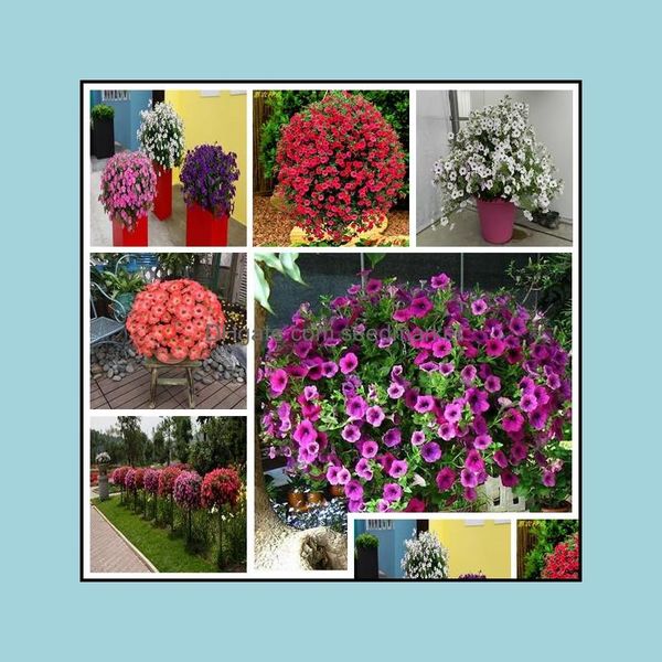 garden decorations garden decorations 100pcs petunia flower seeds bonsai rare plant for home courtyard planting the germination rate otdmn
garden decorations garden decorations 100pcs petunia flower seeds bonsai rare plant for home courtyard planting the germination rate otdmn