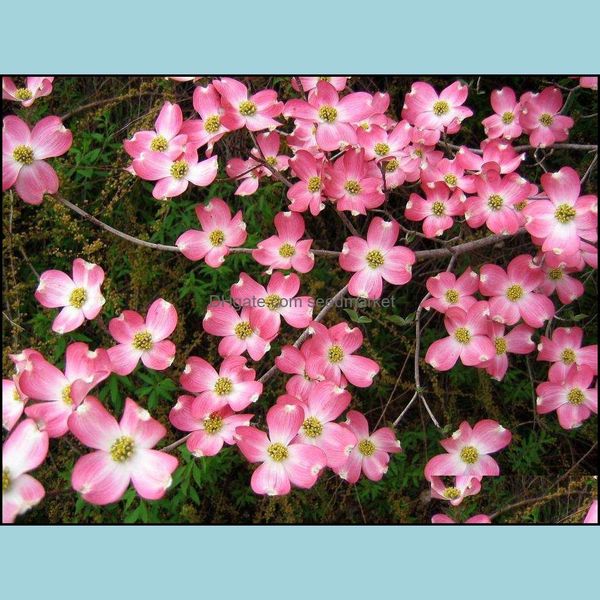 other garden supplies 20pcs kousa dogwood semillas fruit bonsai plant ornamental garden can edible flower pots planters puri bdesybag ot6op
other garden supplies 20pcs kousa dogwood semillas fruit bonsai plant ornamental garden can edible flower pots planters puri bdesybag ot6op