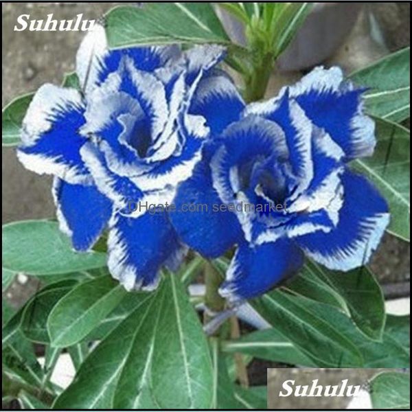 other garden supplies artificial 5pcs adenium obesum flower seeds planter all for a summer residence natural growth variety bdesybag otzr7
other garden supplies artificial 5pcs adenium obesum flower seeds planter all for a summer residence natural growth variety bdesybag otzr7