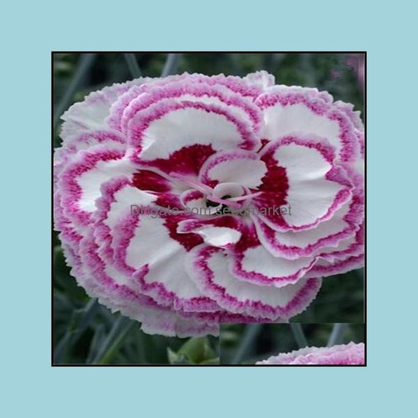garden decorations 100pcs dianthus caryophyllus flower seeds bonsai plants for the garden a summer residence beautifying and air soif otbs7
garden decorations 100pcs dianthus caryophyllus flower seeds bonsai plants for the garden a summer residence beautifying and air soif otbs7