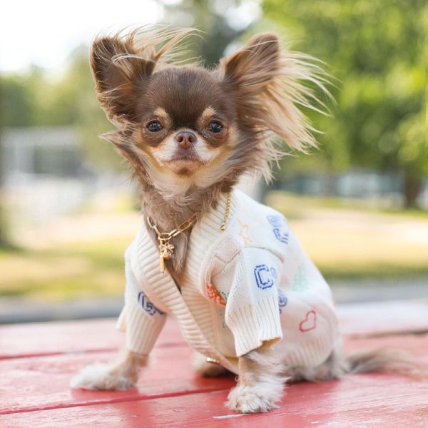 dog apparel tide brand pet clothes dog autumn and winter rice white knitted cardigan thick sweater
dog apparel tide brand pet clothes dog autumn and winter rice white knitted cardigan thick sweater