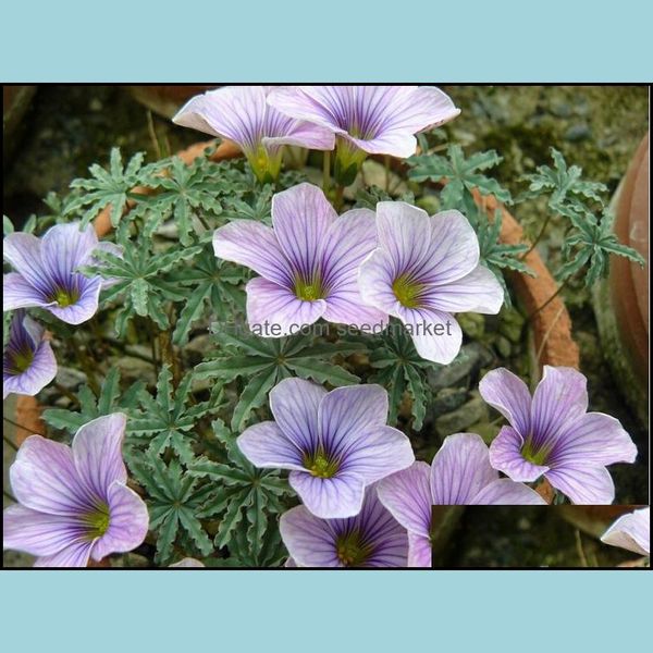 other garden supplies 100pcs seeds rare exotic rainbow oxalis sorrel wood bonsai flower plants shawls purple clover perennial outdoor ot9hr
other garden supplies 100pcs seeds rare exotic rainbow oxalis sorrel wood bonsai flower plants shawls purple clover perennial outdoor ot9hr